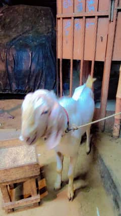 breeder Tapra for sale