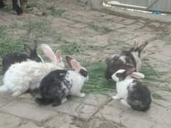 rebbits