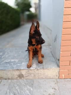 long coat shepherd
