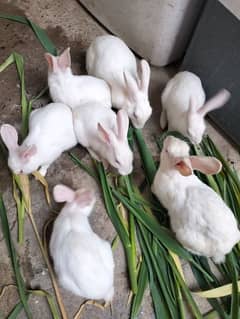 New Zealand White rabbits For Sell