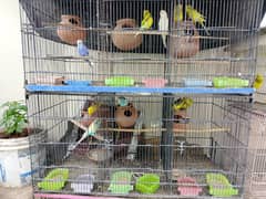 Australian Parrots