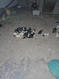 Rabbits