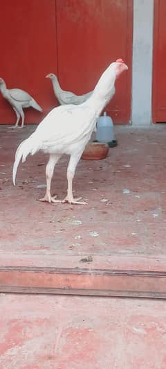 Heera