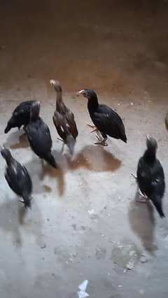 aseel choze. 6