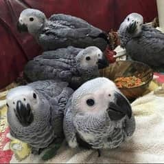 African grey parrot chicks for sale 03134570161