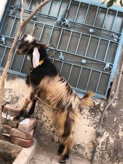 Pure Pahari dunda Bakra for sale A+ quality
