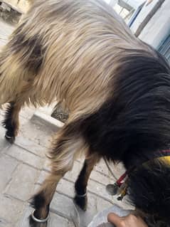 Pure Pahari dunda Bakra for sale A+ quality