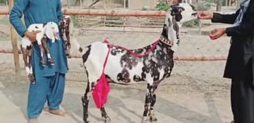 Desi Bakri 2 Bacchon Ke Sath For Sale WhatsApp 0311,7478,299