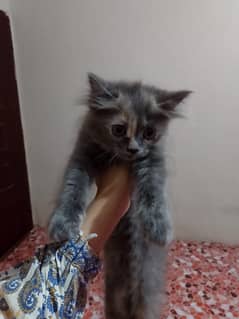 Rehoming Kittens