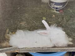 Pure angora rabbit