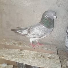 selling