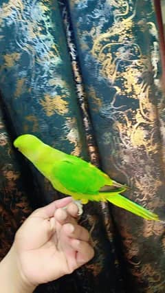green ringneck