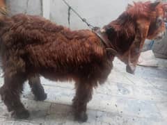 Lel pori bacha ha for sale Jaga Ka masla ha Us Lea sale Kar Raha Hu