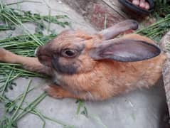 rabbit