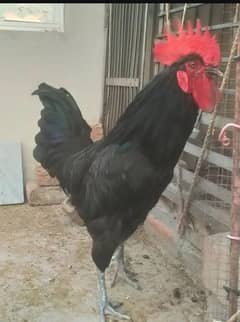 Australorp