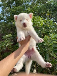 one month husky puppies