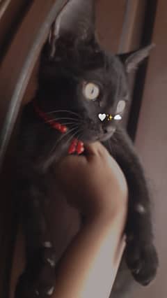 3 months old kittens