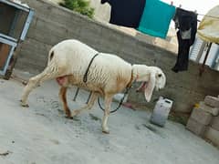 Larkana