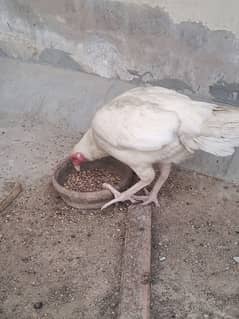 I want to sell all the chicken