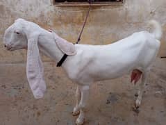 4 dant mundi bakri