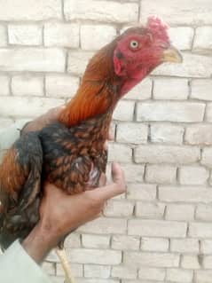 aseel