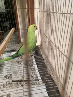 Female for sale