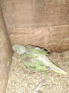 kashmari jamboo size raw parrot for sell