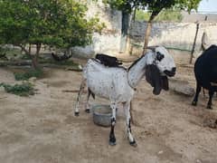Original Makhi cheeni Goat and baby Goat For sale
