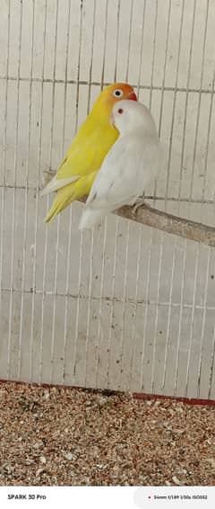 Albino