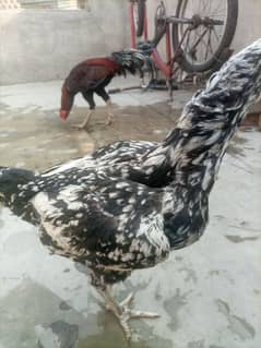 Asel big size female avelibel for sell