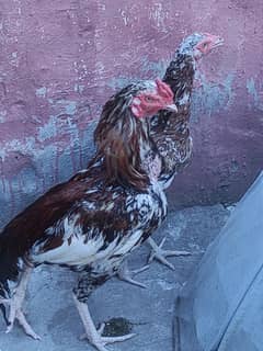 Aseel Hens murga & chicks