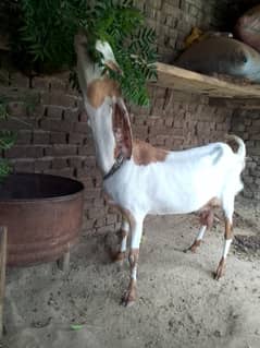 *Goat | Bkra  | pair |  Goat for Sale*