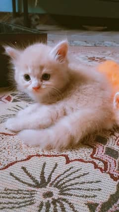 Persian kitten For Sale golden Males