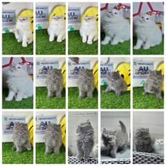 pure Persian breed kittens available