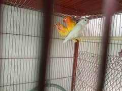 All birds for sale