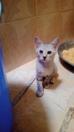 kitten for sale