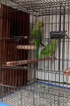 Kashmir raw parrot