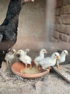 Heera Aseel chicks