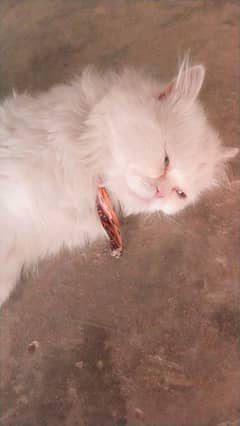 adult White fur cat