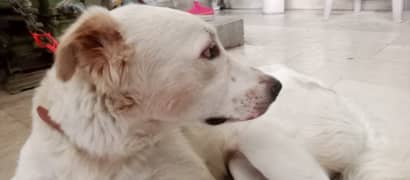 Turkish Kangal X Afghan kuchi Male