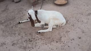 pahtt h 2 dant ki