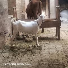 kharkana teda kheera