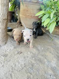 American pitbull puppies available for sale