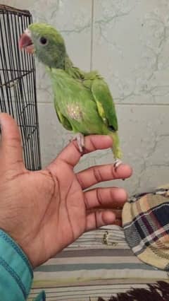 2+monts ky bybi hen self ho gayen hen
