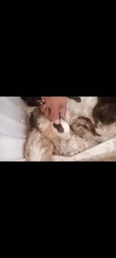 rabbit for sale total 10 pes par pes 350 03227961655