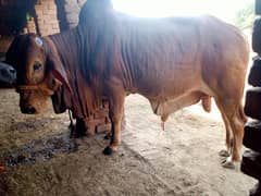 WACHA/KHEERA WACHA /BULL/PURE SAHIWAL NASAL WACHA /WACHA FOR SALE