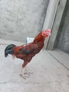 aseel lakha murga for sale