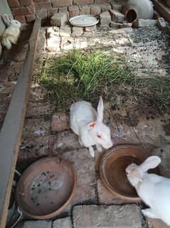 2 Breeder pair with 2 babies For sold