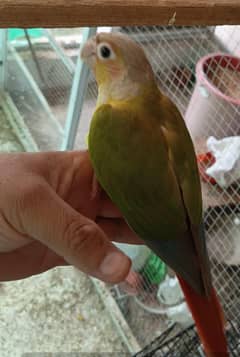Hantamed Green Cheek / Pineapple Conures for sale