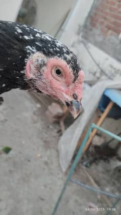 pure aseel mianwali murgi Madi hen for sale